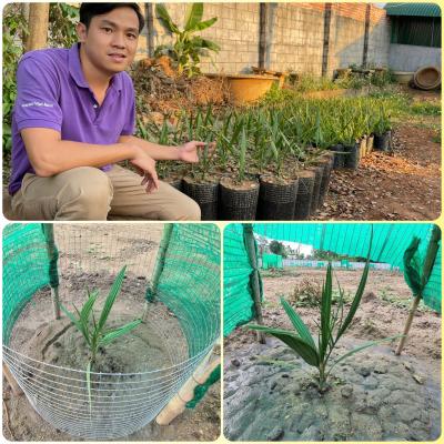 Chà là mô Red Barhee - 136